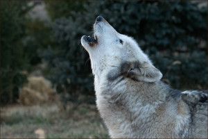 Kailani Howls