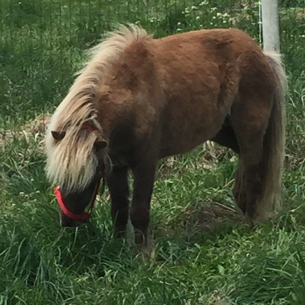 Mr. Bojangles at the Farm
