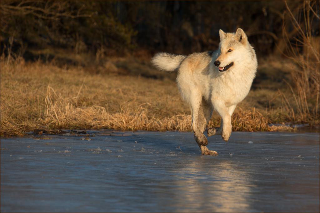 Kanti Running on the Pond