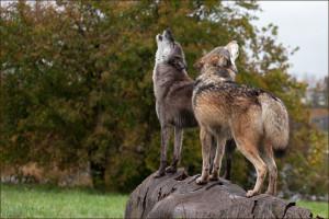 Dharma & Wolfgang Howling on a Log
