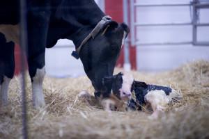 BirthingBarn_1
