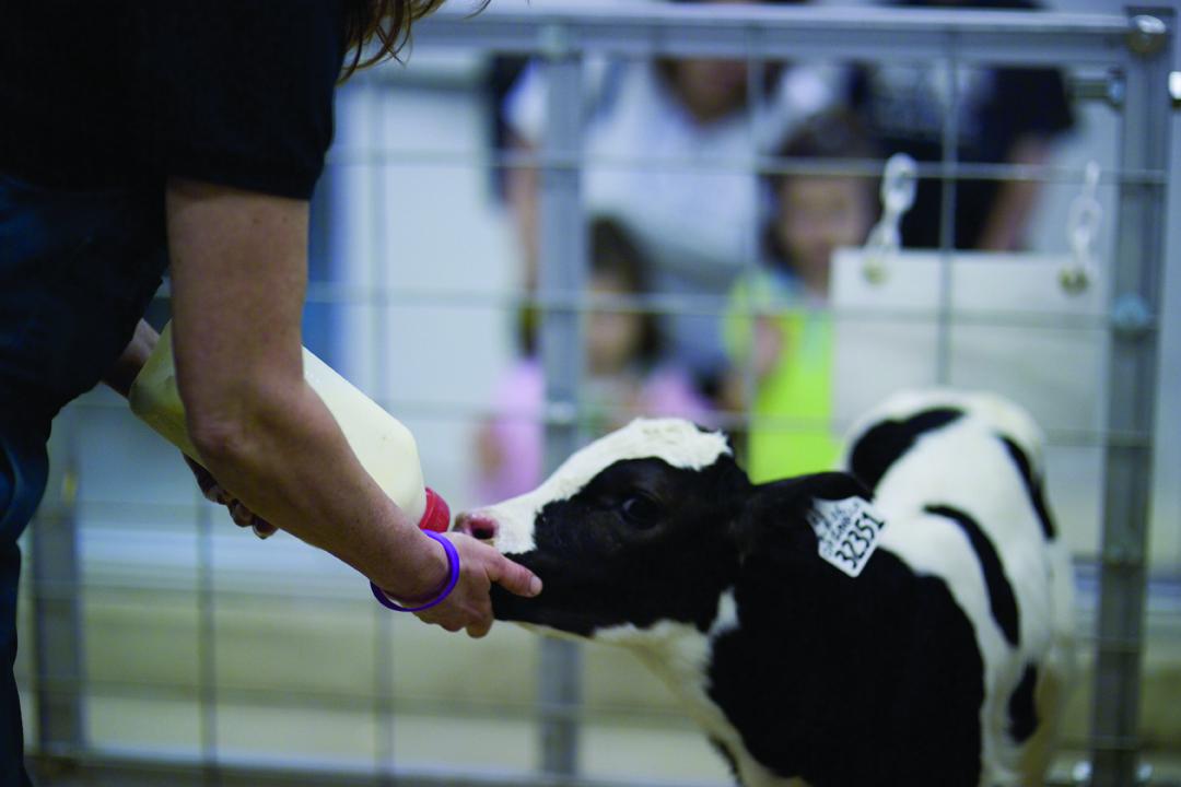 FEEDING BABY CALF