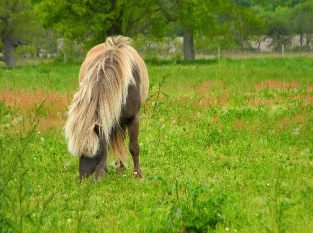 Bo in the pasture!