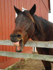 Bojangles is one happy horse!!