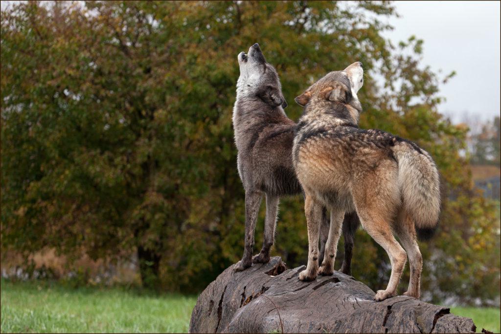 Dharma & Wolfgang by Monty Sloan