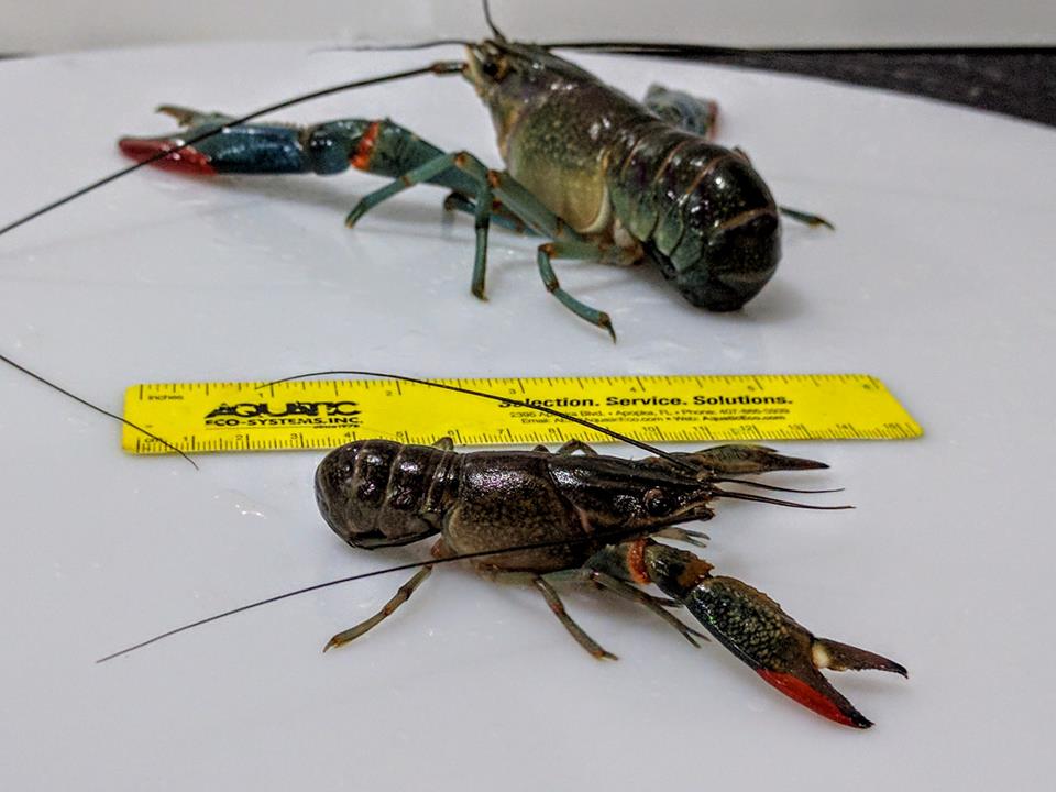 Shrimp 2 copy