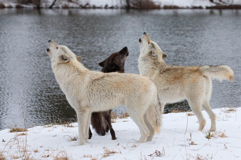 Bicho,Kanti & Fiona Howling by the Pond