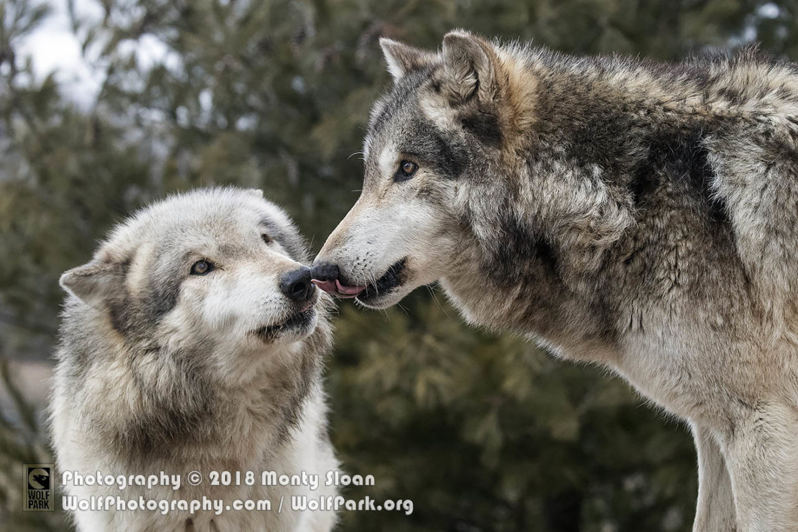 Wolf park