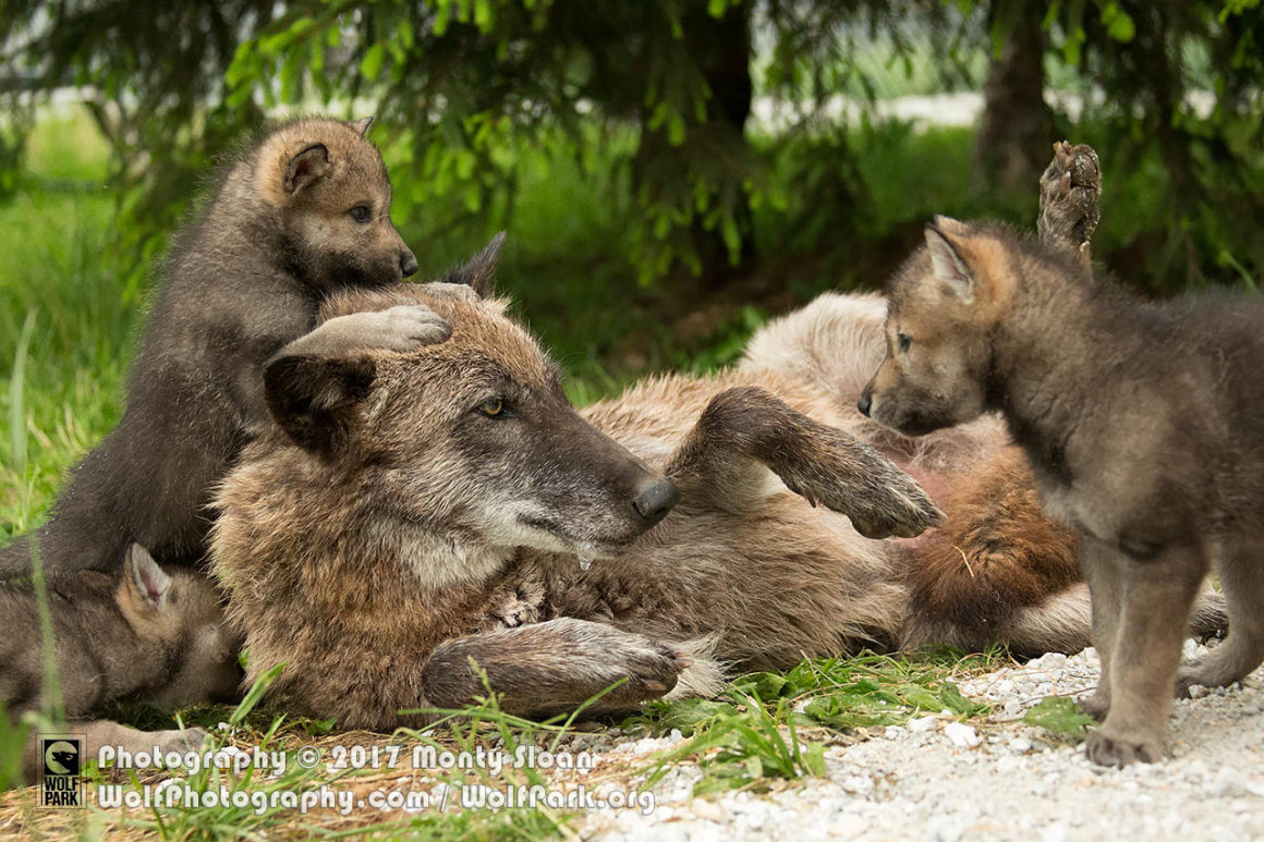 Wolf Park