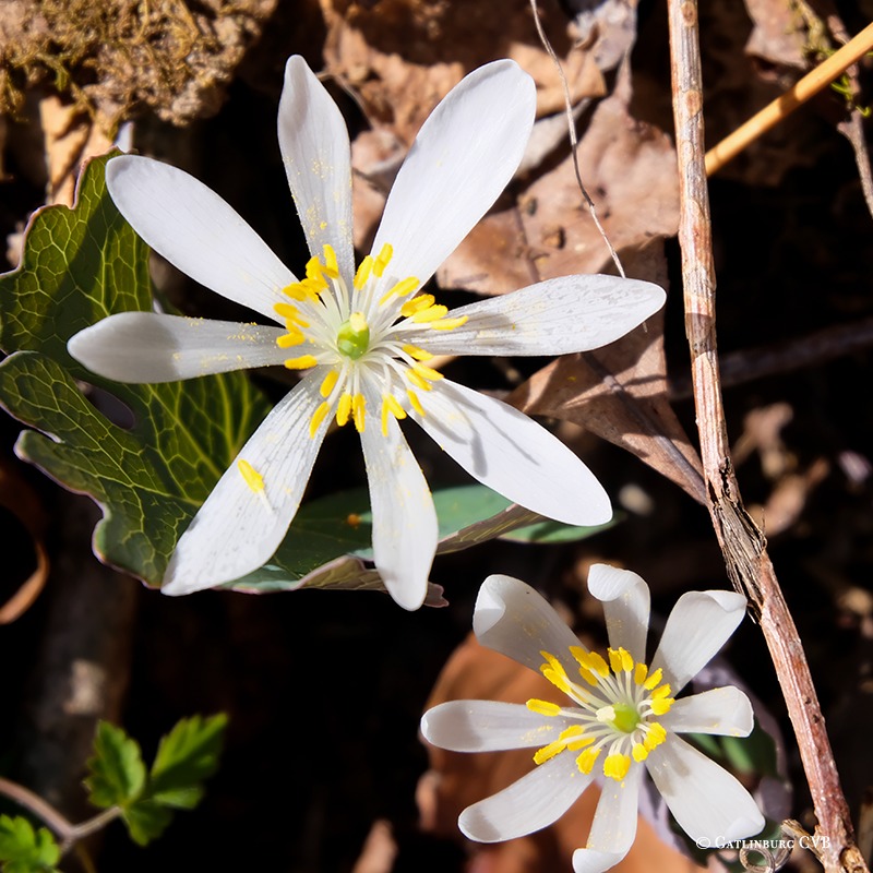 Bloodroot In Tamil