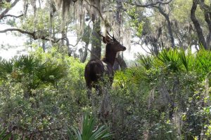 Sambar Deer on St. Vincent Island