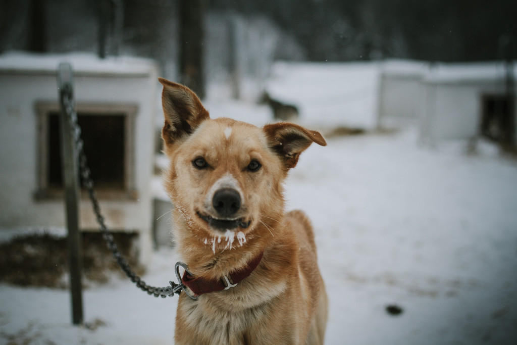 Sled_Dog_One