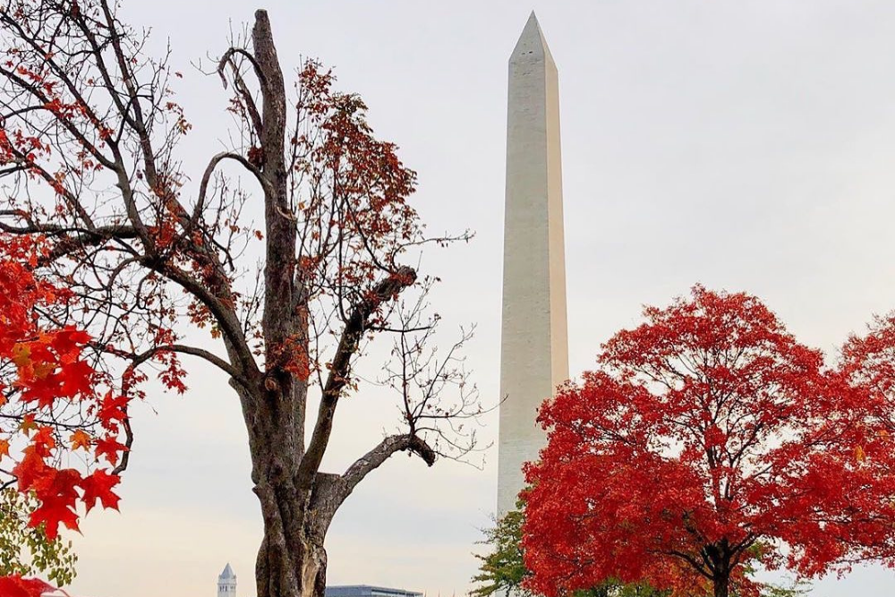 Autumn Banner Dc