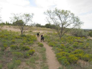 Pets get off-leash and on the run at the Frank Ortiz Dog Park. (Photo Credit: Bring Fido)