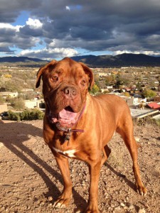Maurice says, “Make Mine Santa Fe!” (Photo credit: Candace Martinez)