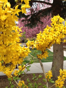 Seeing Santa Fe’s spring color in the Bishop’s Garden makes a person feel in the pink!