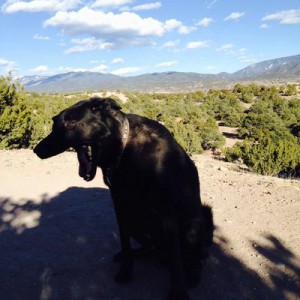 My dog is not a morning person. We missed the early colors but we still got the views!