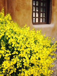 The New Mexico Museum of Art is blooming outside and in.