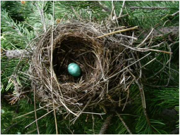 nest