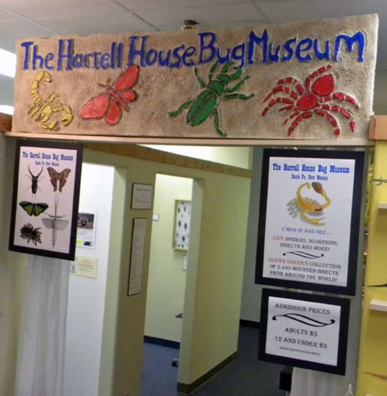 Be sure to take the little ones to see the awesome collection of bugs and natural oddities at the Harrell House. (Photo courtesy of Harrell House Bug Museum)