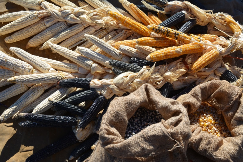 Corn is an integral part of feast day food. (Pending Rima’s OK to use her photograph.)