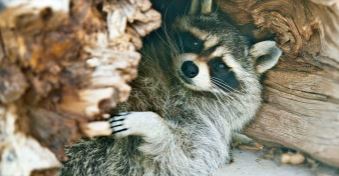 Meet the gang at this Edgewood, New Mexico park! (Photo courtesy of Wildlife West Nature Park)