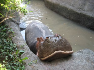 Dickerson Park Zoo Smiling Hippo by CVB SW