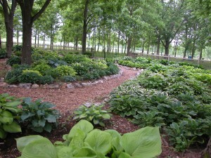 Hosta Garden