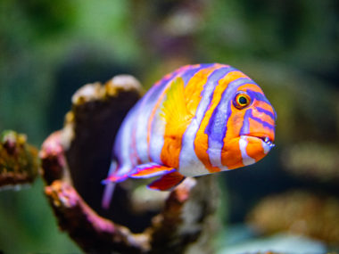 Harlequin turkfish