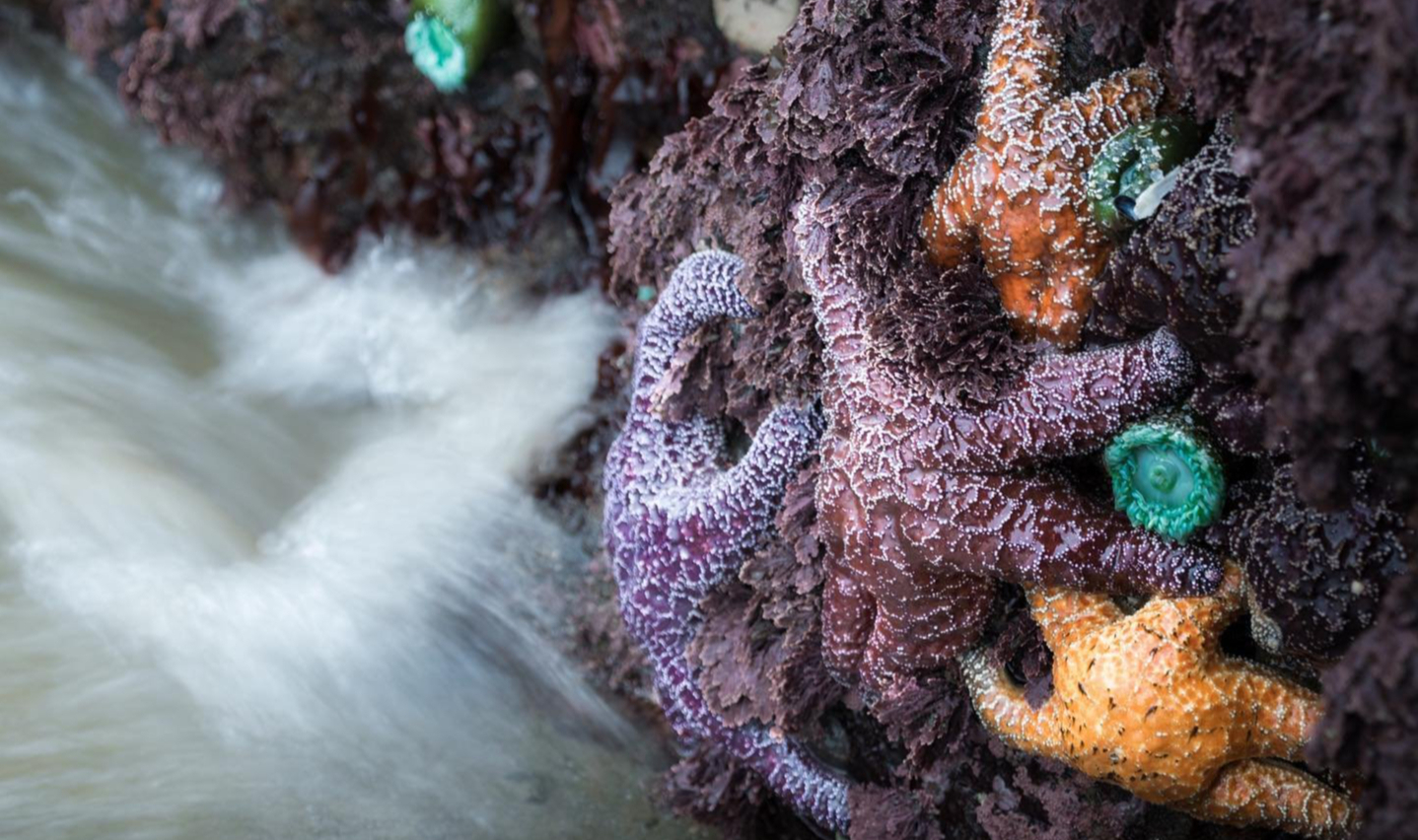 Tidepools In Cannon Beach Visitors