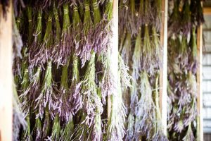 Washington Creek Lavendar