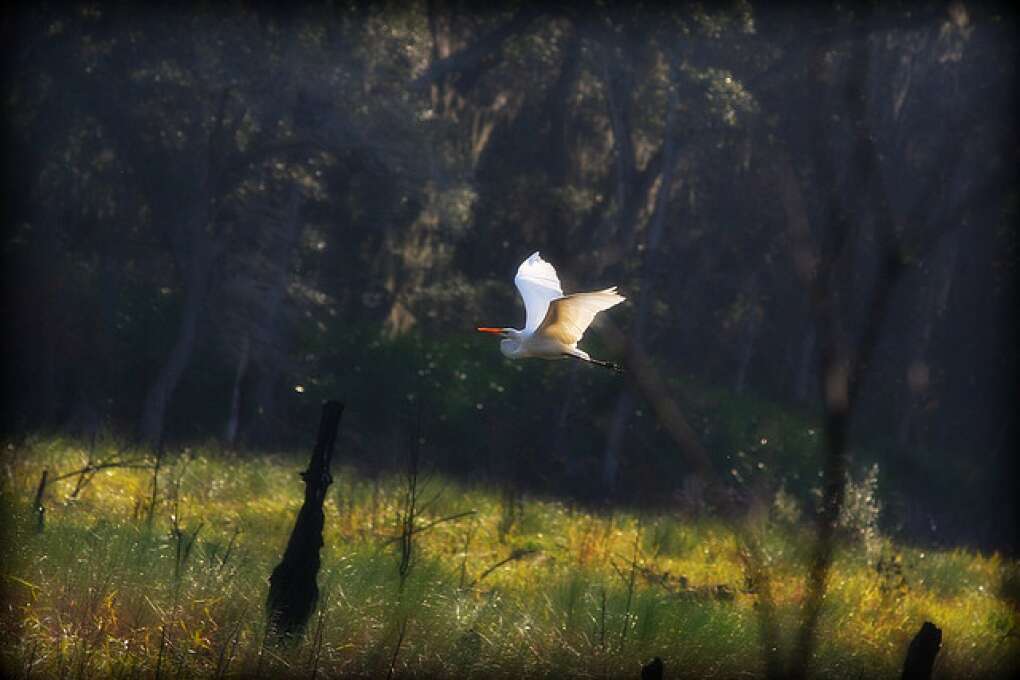 One of the beautiful wonders of nature found at the Guana Tolomato Matanzas National Research Reserve - a soft egret in flight after feeding in the Guana wetlands. Birding, Hiking, Kayaking, Picnicing and rare nature photography abounds over 73,000 acres.