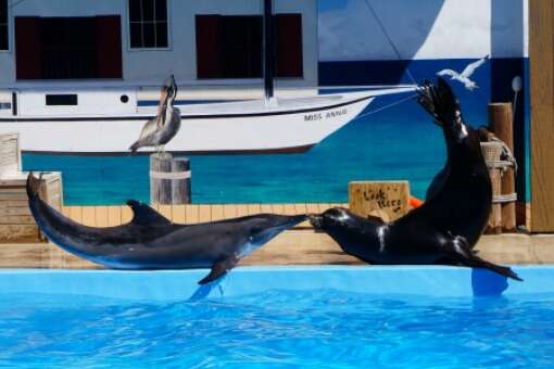 The rough toothed dolphin show 