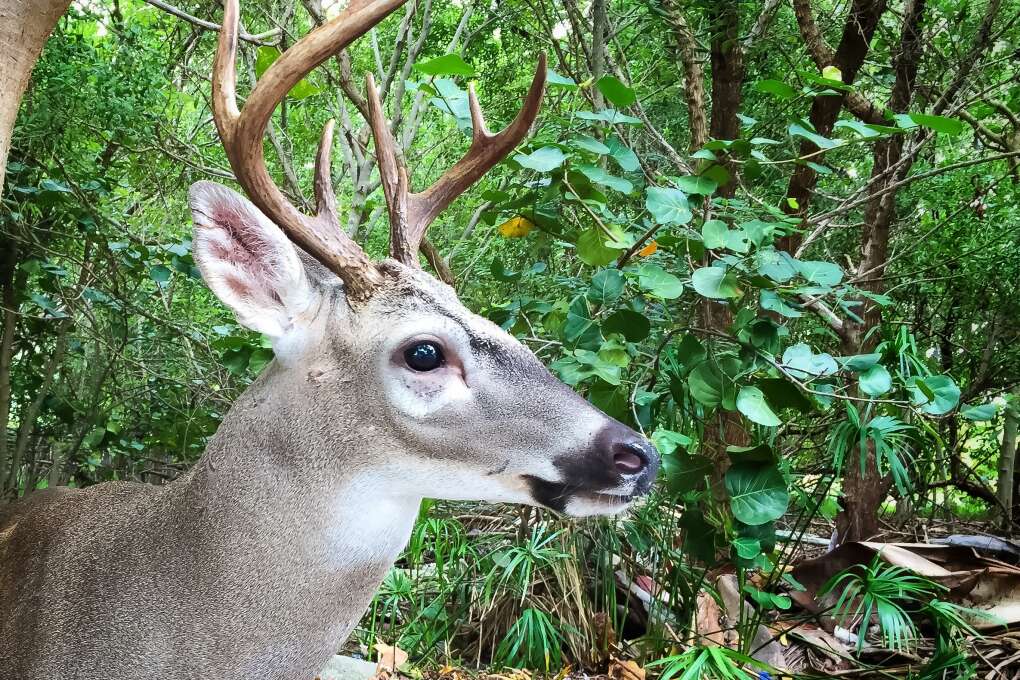 Key Deer are the smallest race of deer in North America. 