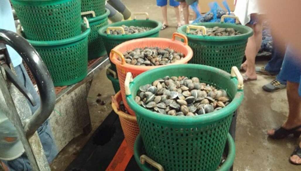 cedar key clams