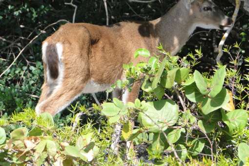 a key deer in the middle of foliage