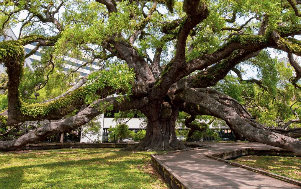 Treaty Oak, an octopus-like Southern live oak, is located in Jessie Ball DuPont Park in Jacksonville. 