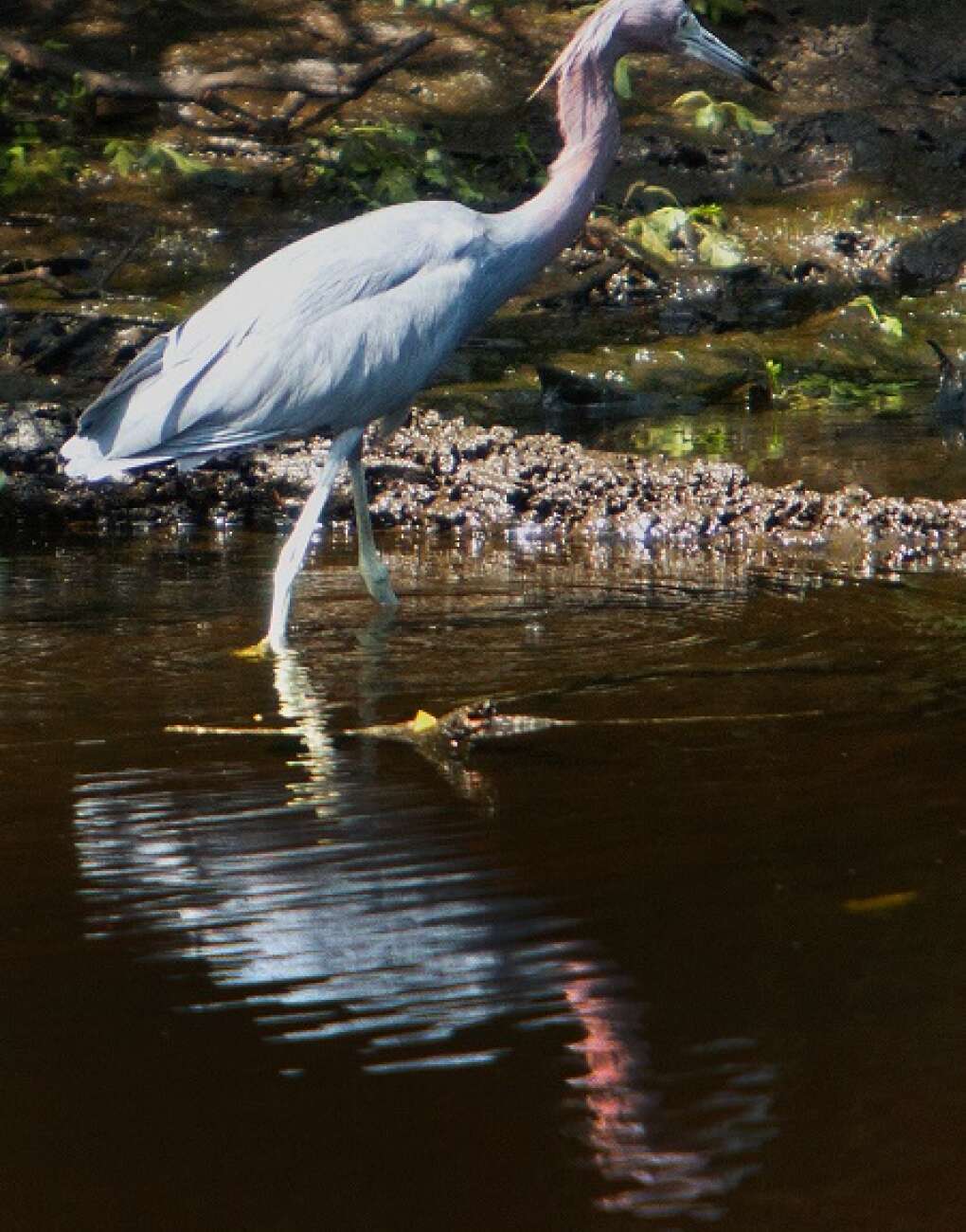 14S_Visit_Florida_Grey_Preserve_13