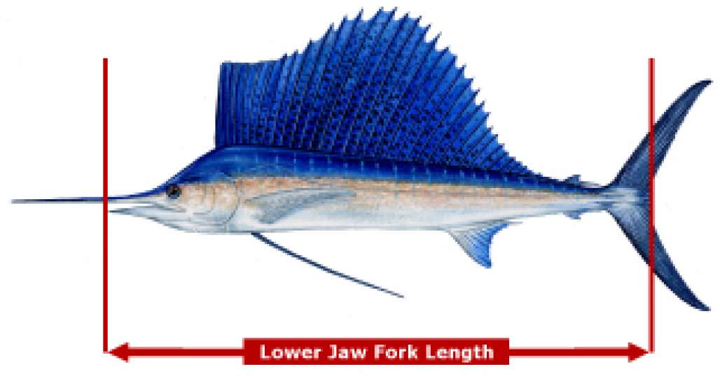 Saltwater Fish: Fork Length vs Total Length  Did you know there are two  ways to measure saltwater fish? Check out this quick video from our  Associate Director of Marine Extension, Bryan