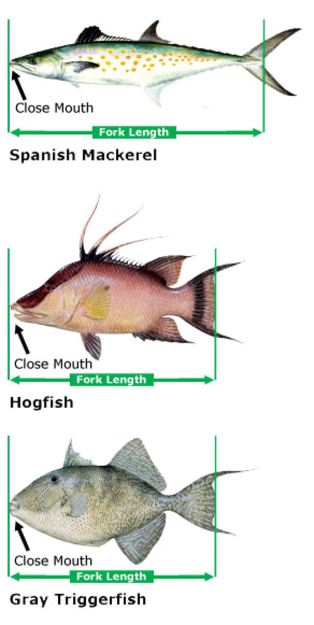 Fishing Tips - How to Measure Fish