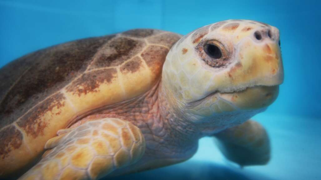 Gumbo Limbo Nature Center is a unique cooperative project of the City of Boca Raton.