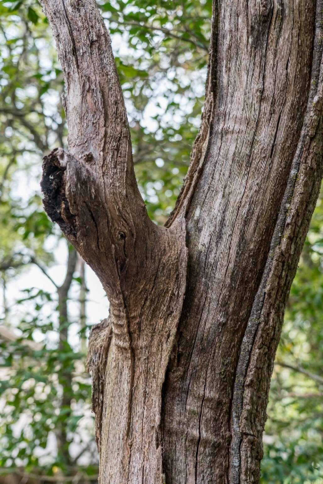 Blackwater River State Park