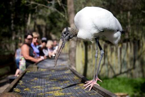 homosassa-springs-state-park-photo-crane