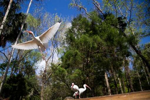 homosassa-springs-state-park-photo-ibis