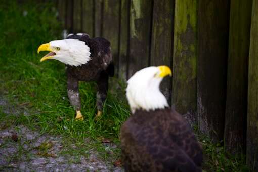 homosassa-springs-state-park-photo-eagles