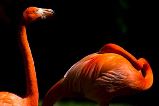 homosassa-springs-state-park-photo-flamingos