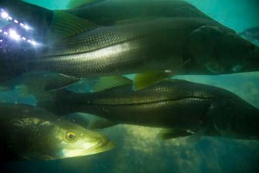 homosassa-springs-state-park-photo-fish