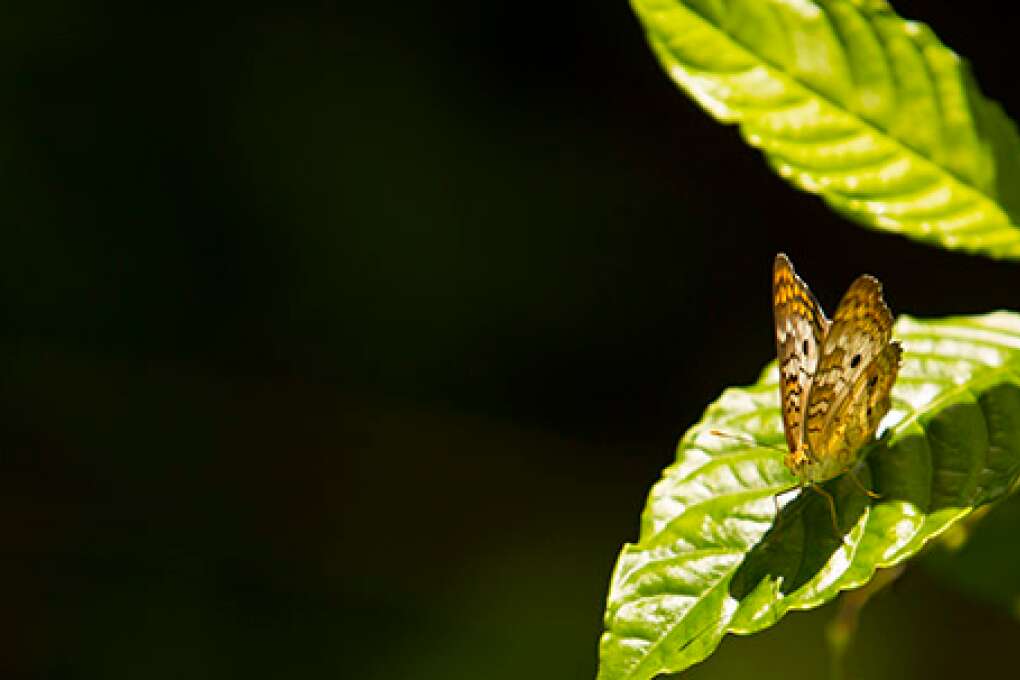 A white peacock butterfly resting on a lush green leaf at the McKee Botanical Garden