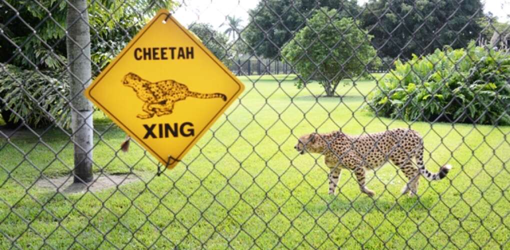 charlee the cheeta at panther ridge conservation center