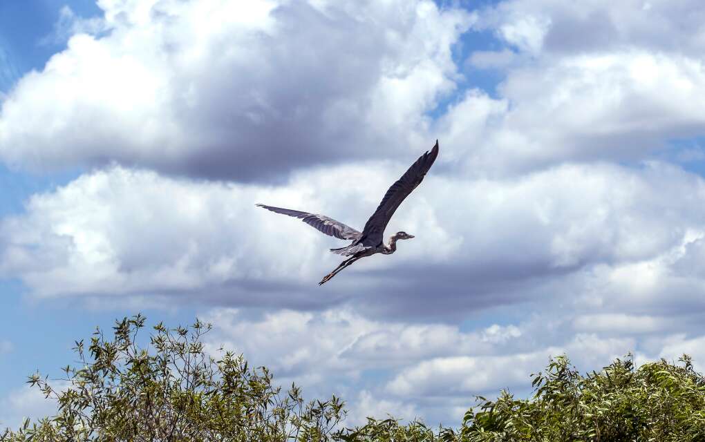  a Great Blue Heron flies over the trail  in Shark Valley in Everglades National Park .